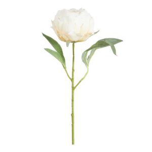 PEONIA BUT